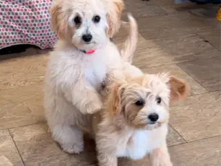  Maltipoo pige søde selma
