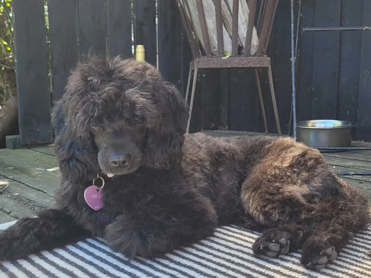 Billede 1 - Fantastisk lille Cavapoo pige på 2år