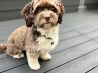 Bichon Havanais Avl