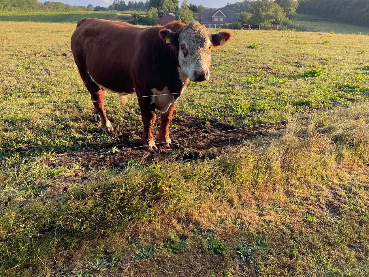 Billede 3 - Avlstyr Hereford
