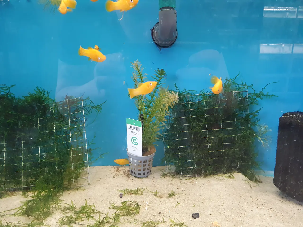 Billede 5 - 💛🐟 GUL MOLLY TIL SALG 🐟💛