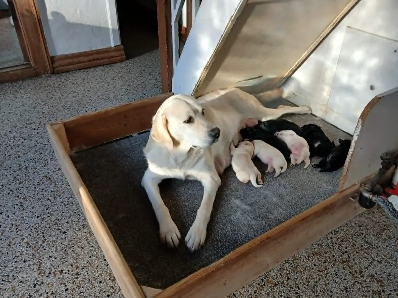 Billede 1 - Hvalpe Labrador Retriever