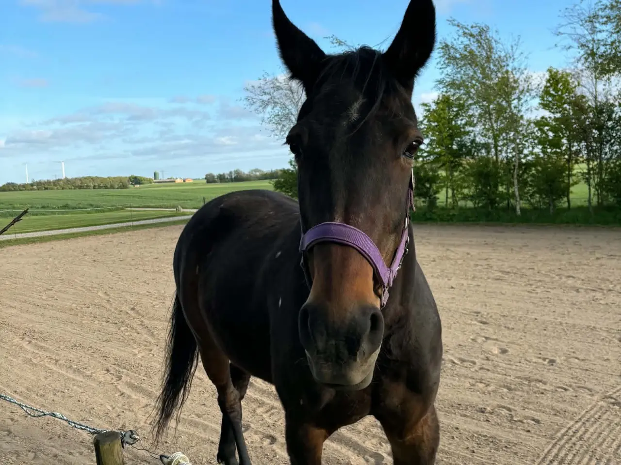 Billede 3 - Hest til selskab