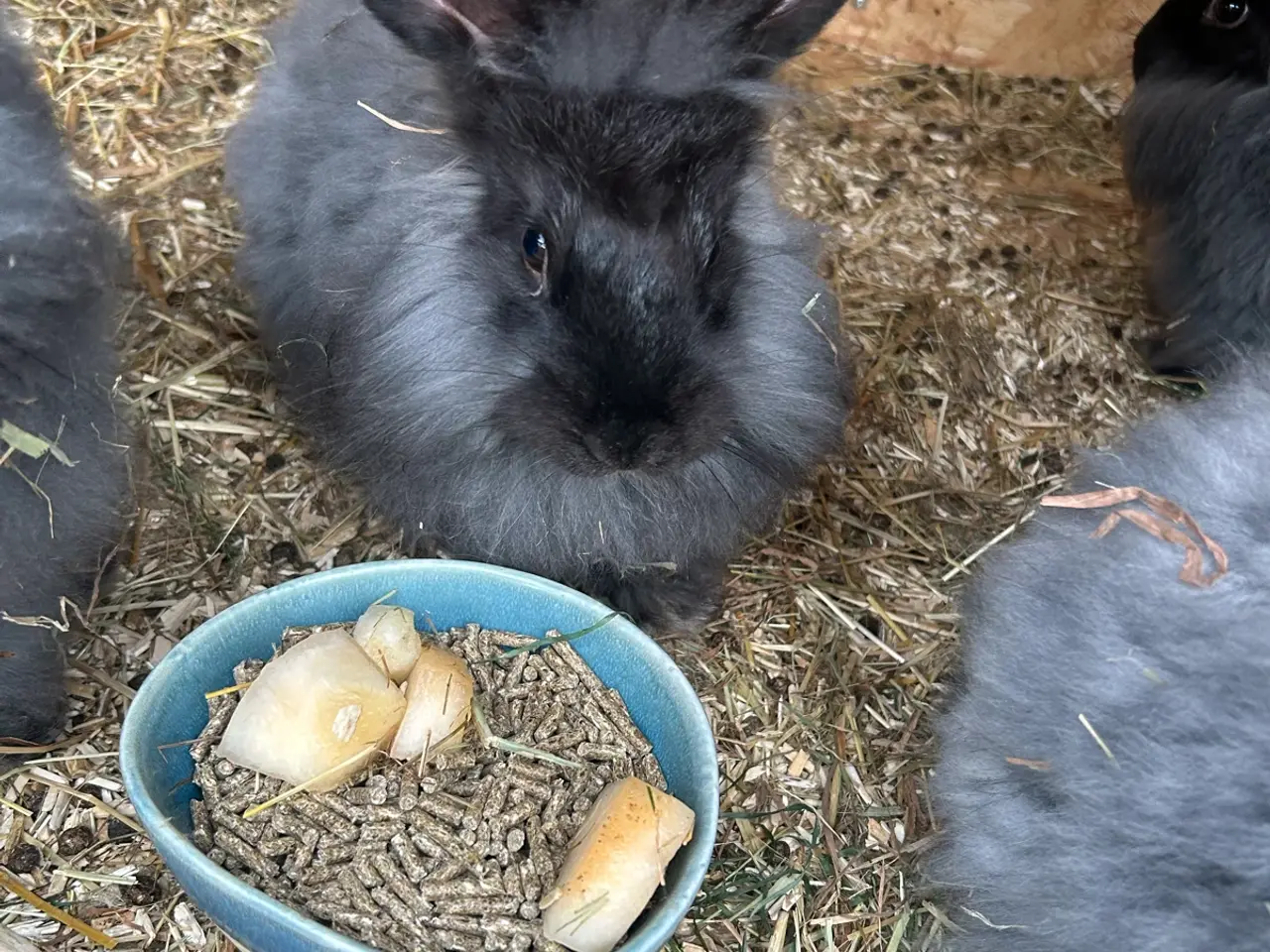 Billede 1 - Angora kaniner