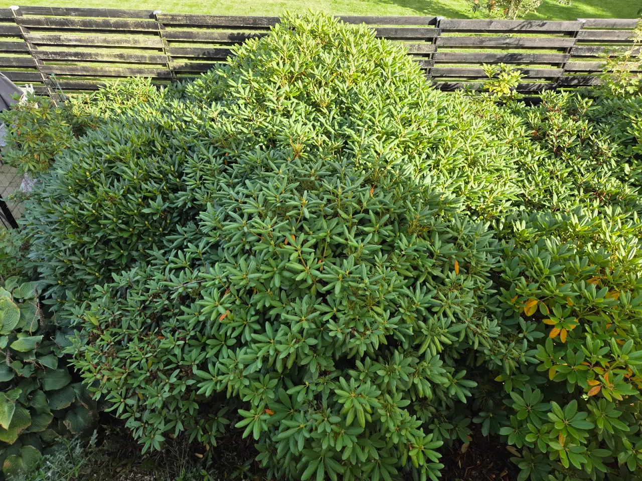 Billede 1 - Rododendron til gratis afhentning