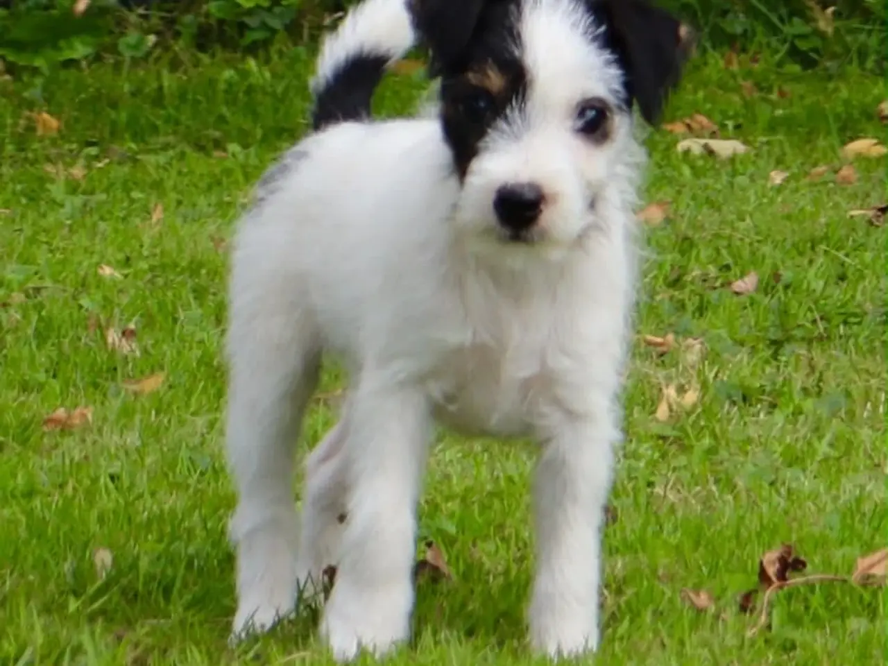 Billede 3 - Parson Jack Russell tævehvalpe født 13/7 2026