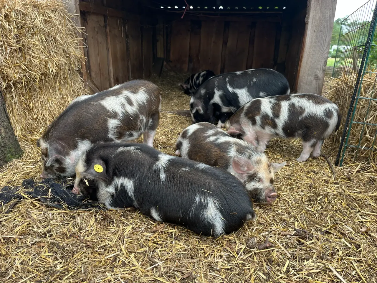 Billede 4 - Kælne kunekune smågrise sælges. 