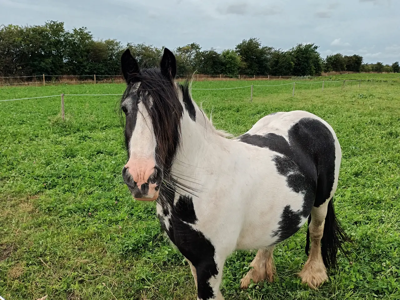 Billede 9 - Irish Cob/ Skovturs hest