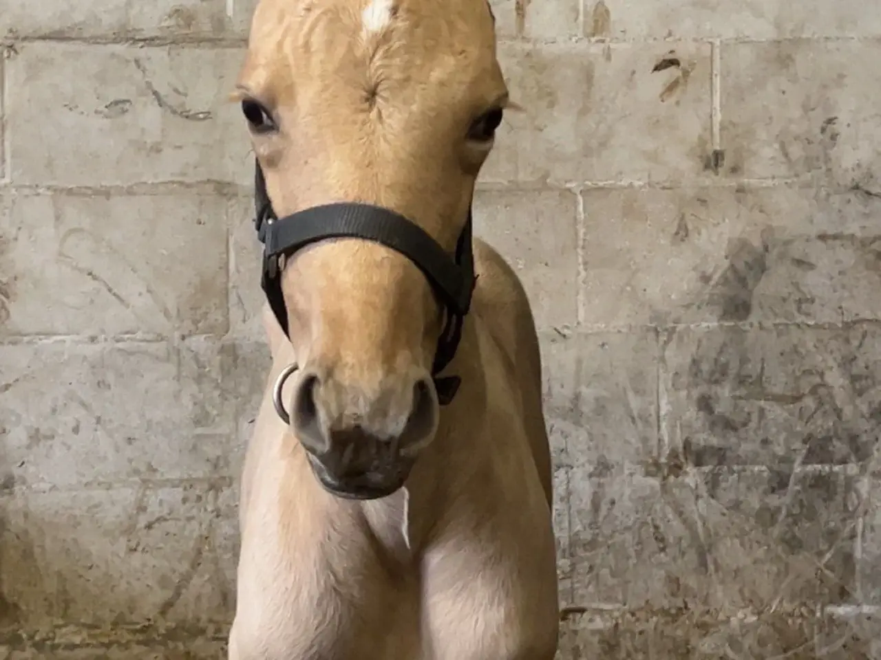 Billede 2 - Bedækning ved kåret og avlsgodkendt palomino hings