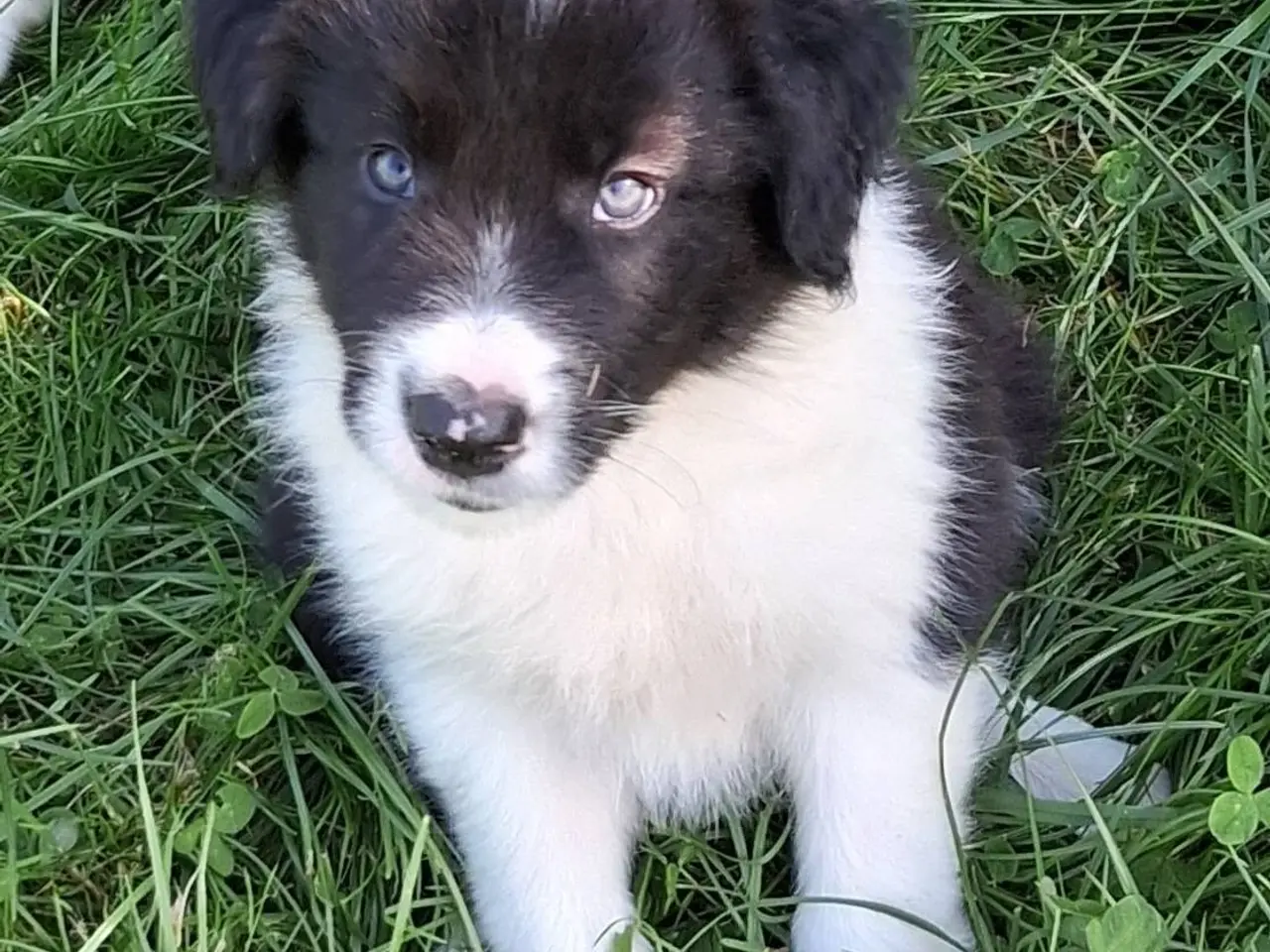 Billede 3 - Smukke Border Collie hvalpe til salg