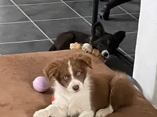 Border Collie