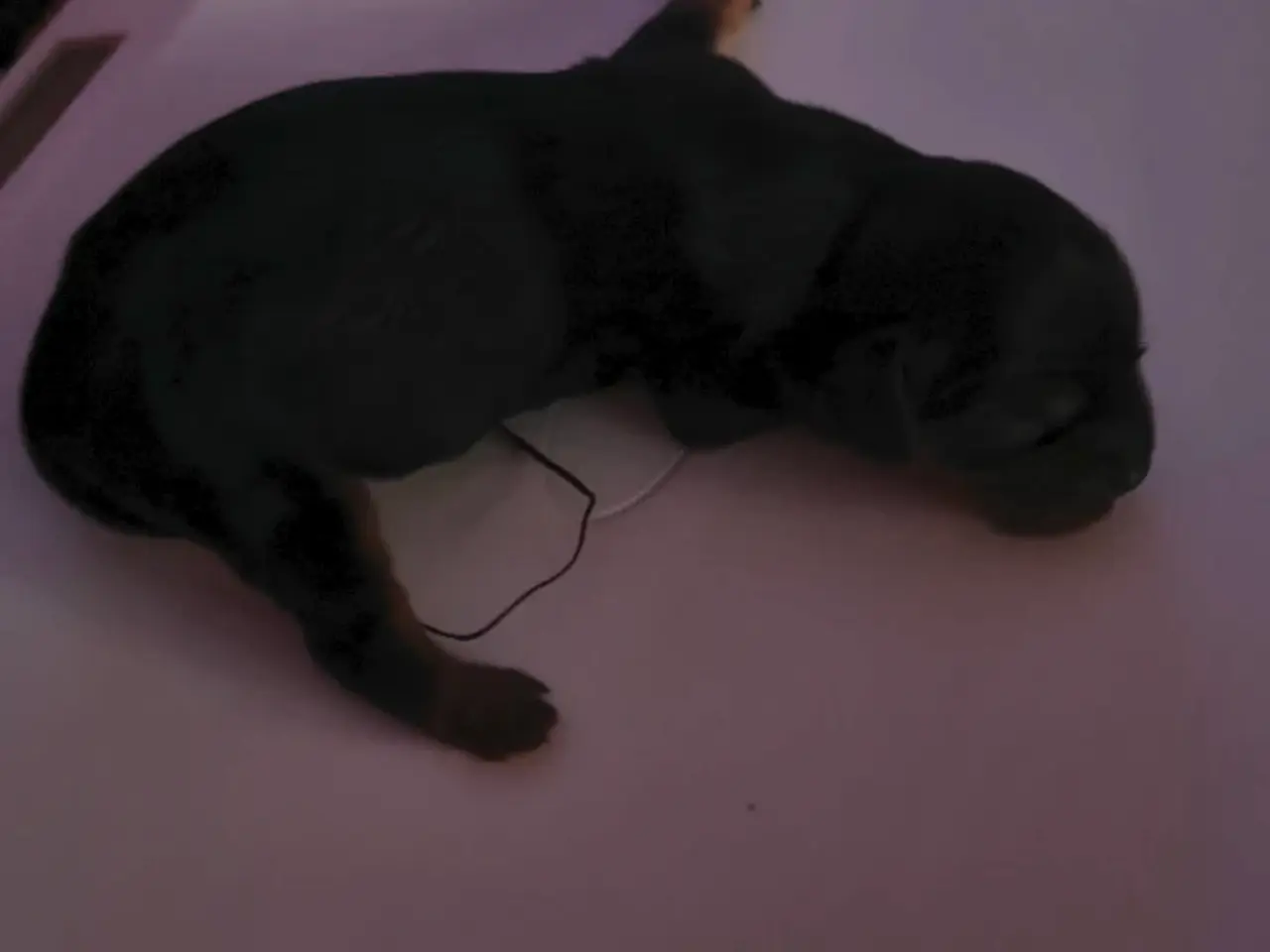 Billede 4 - Cavalier King Charles 