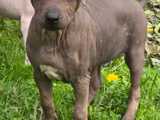 Amerikansk hårløs terrier med stamtavle  - 4
