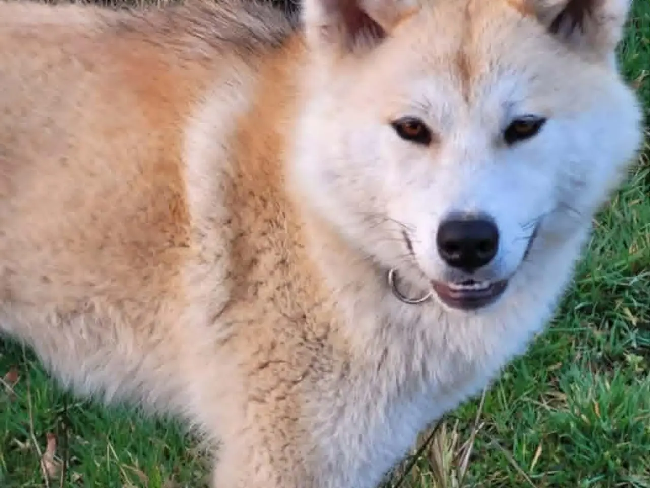 Billede 1 - Taka  Akita