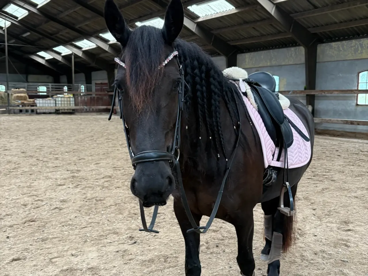 Billede 2 - Halv frieser halv pony
