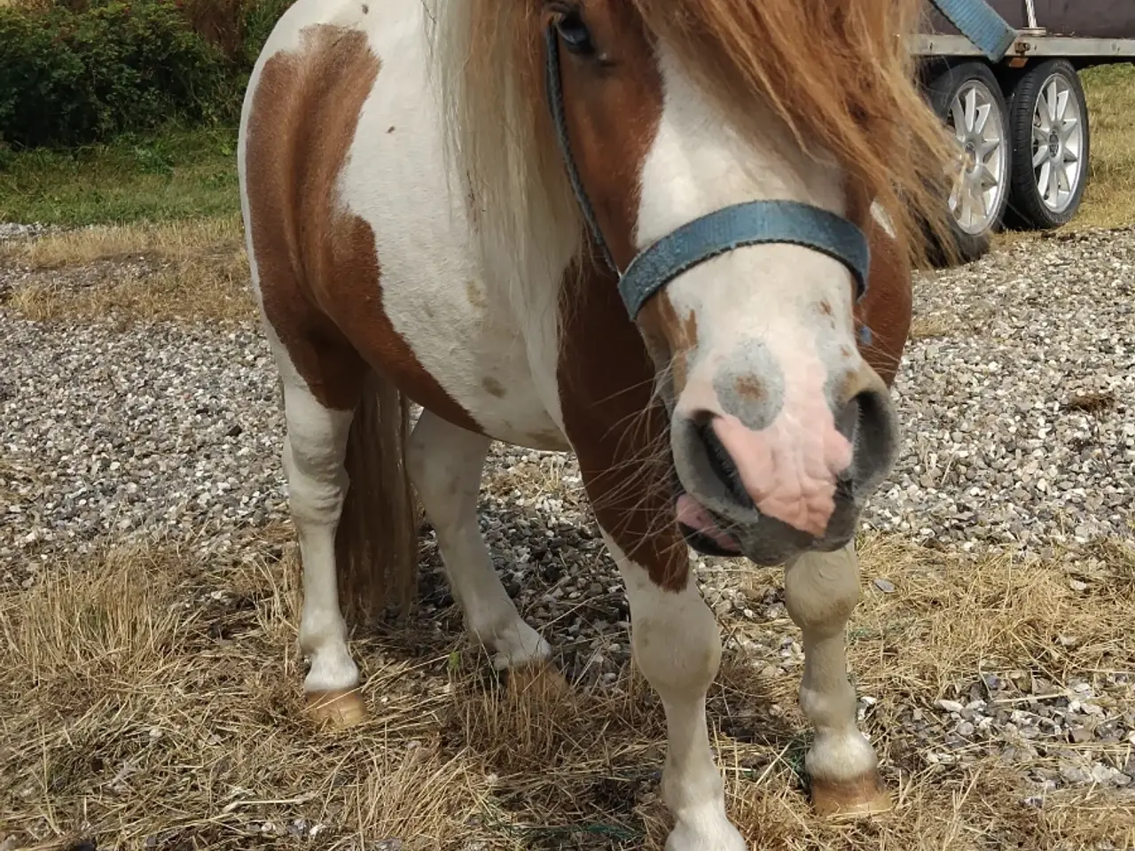 Billede 3 - Flot shetter hingst