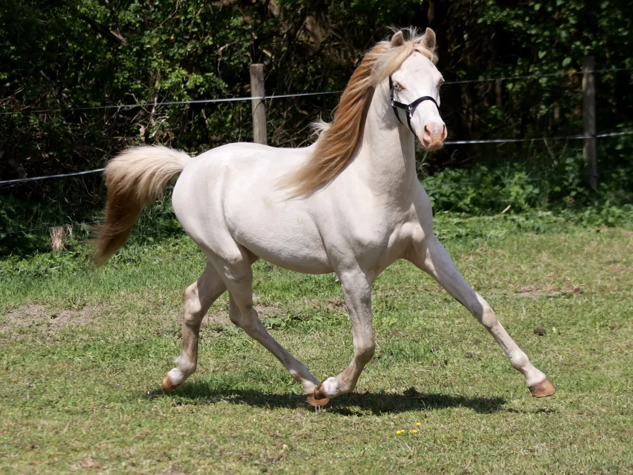 Billede 1 - Welsh vallak