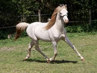 Welsh vallak 