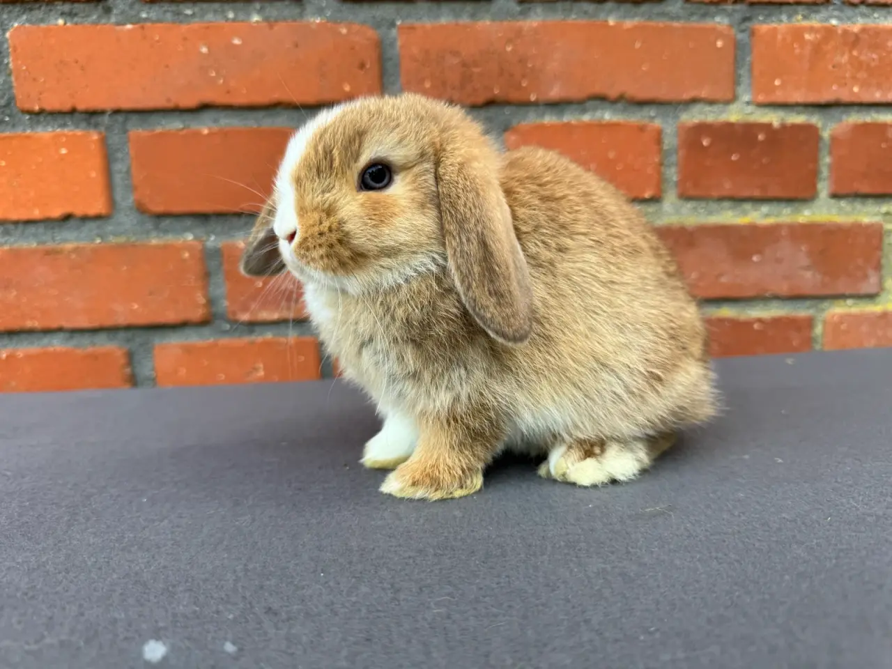 Billede 2 - Mini lop hunkanin