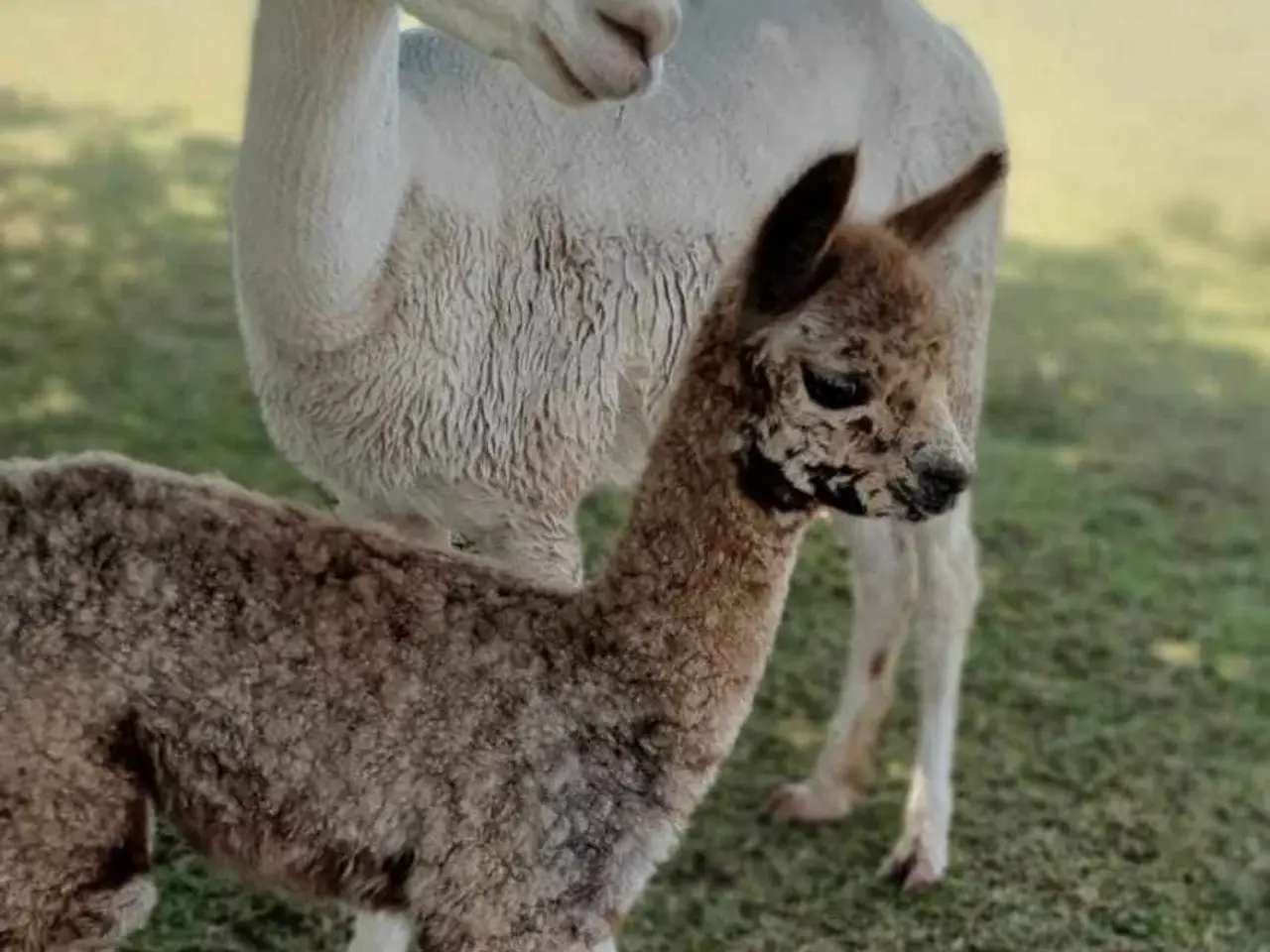 Billede 10 - Alpaca, 2 stk. 4.000 - 6.000