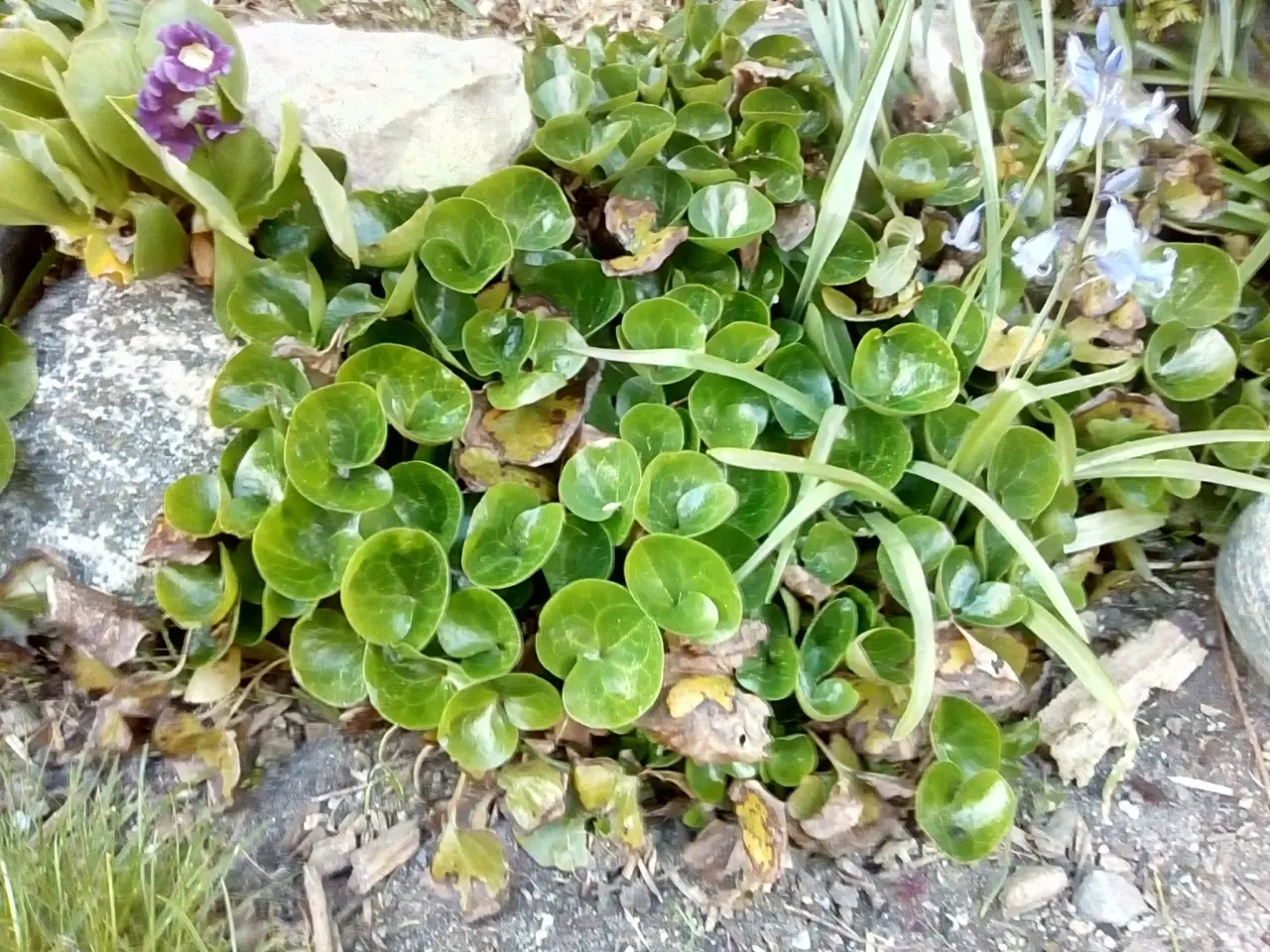 Billede 12 - Stauder/Diverse haveplanter - flerårige