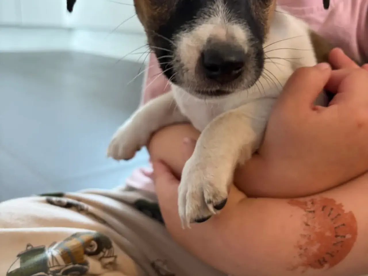 Billede 13 - Jack russel terriere