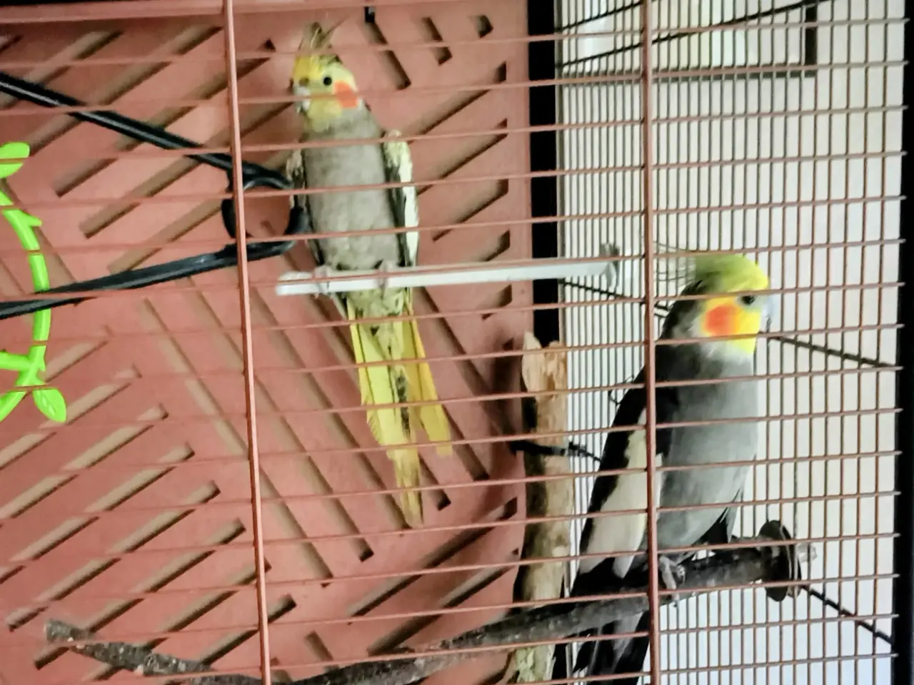 Billede 2 - Zebrafinke og nymfeparakit