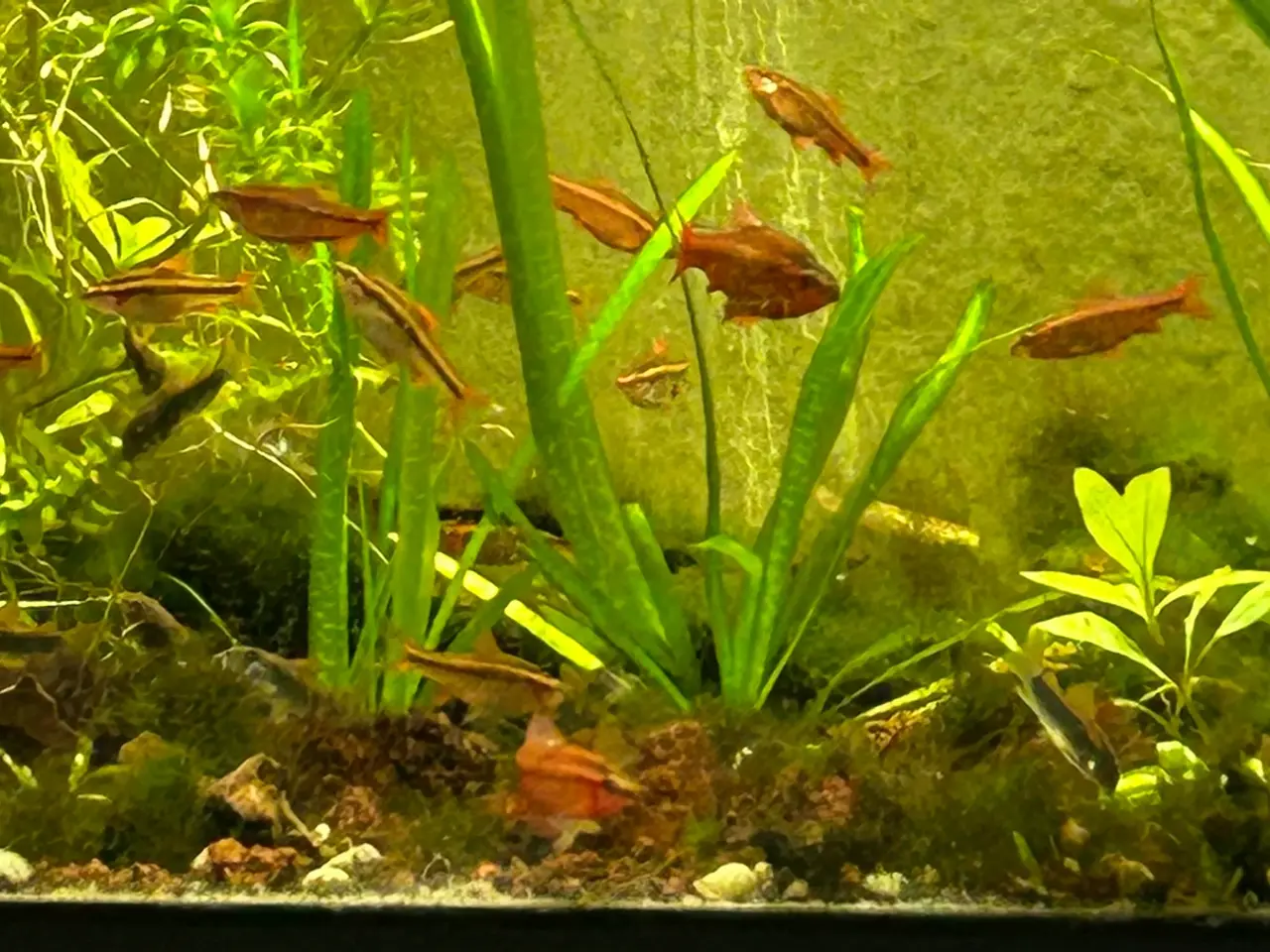Billede 2 - 🍒🐟 Smukke Kirsebær Barber 🚨 Rolige akvariefisk