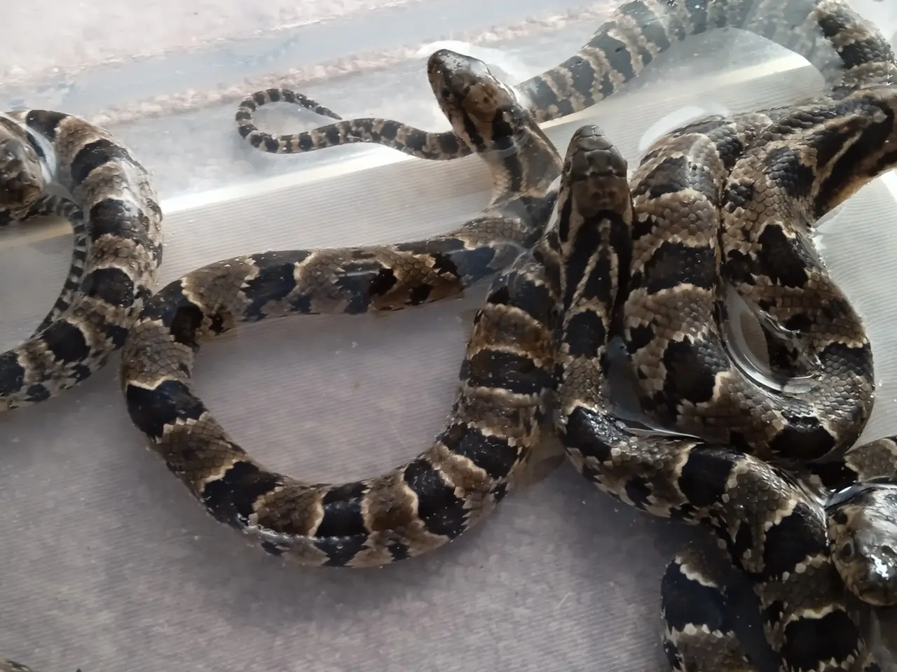 Billede 2 - Falske Vandkobra (Hydrodynastes Gigas)