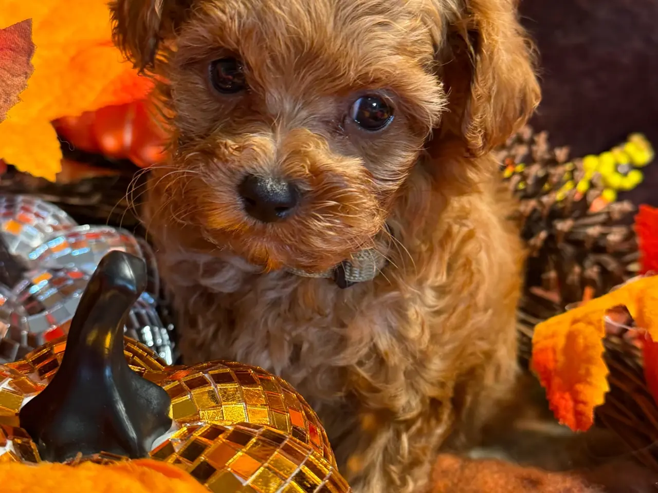 Billede 12 - Skønne mini Maltipoo hvalpe