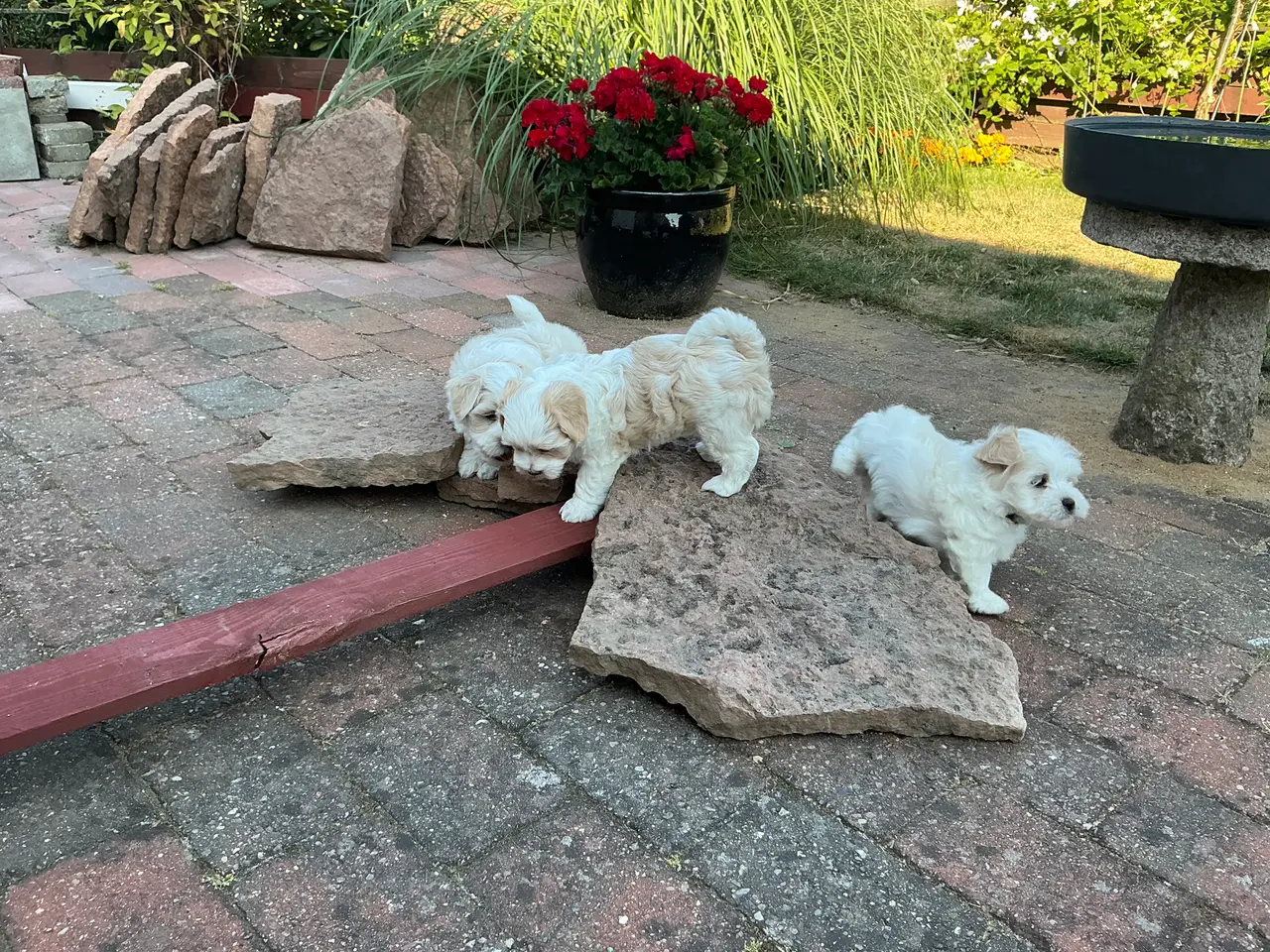 Billede 5 - Malteser/Maltipoo