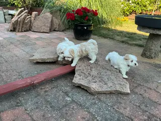 Malteser/Maltipoo - 5