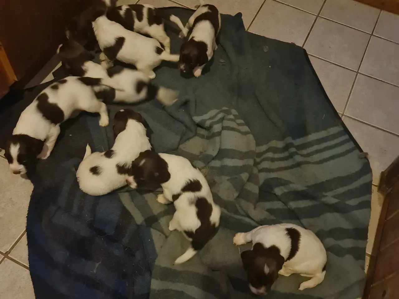 Billede 1 - Engelsk springer spaniel FT
