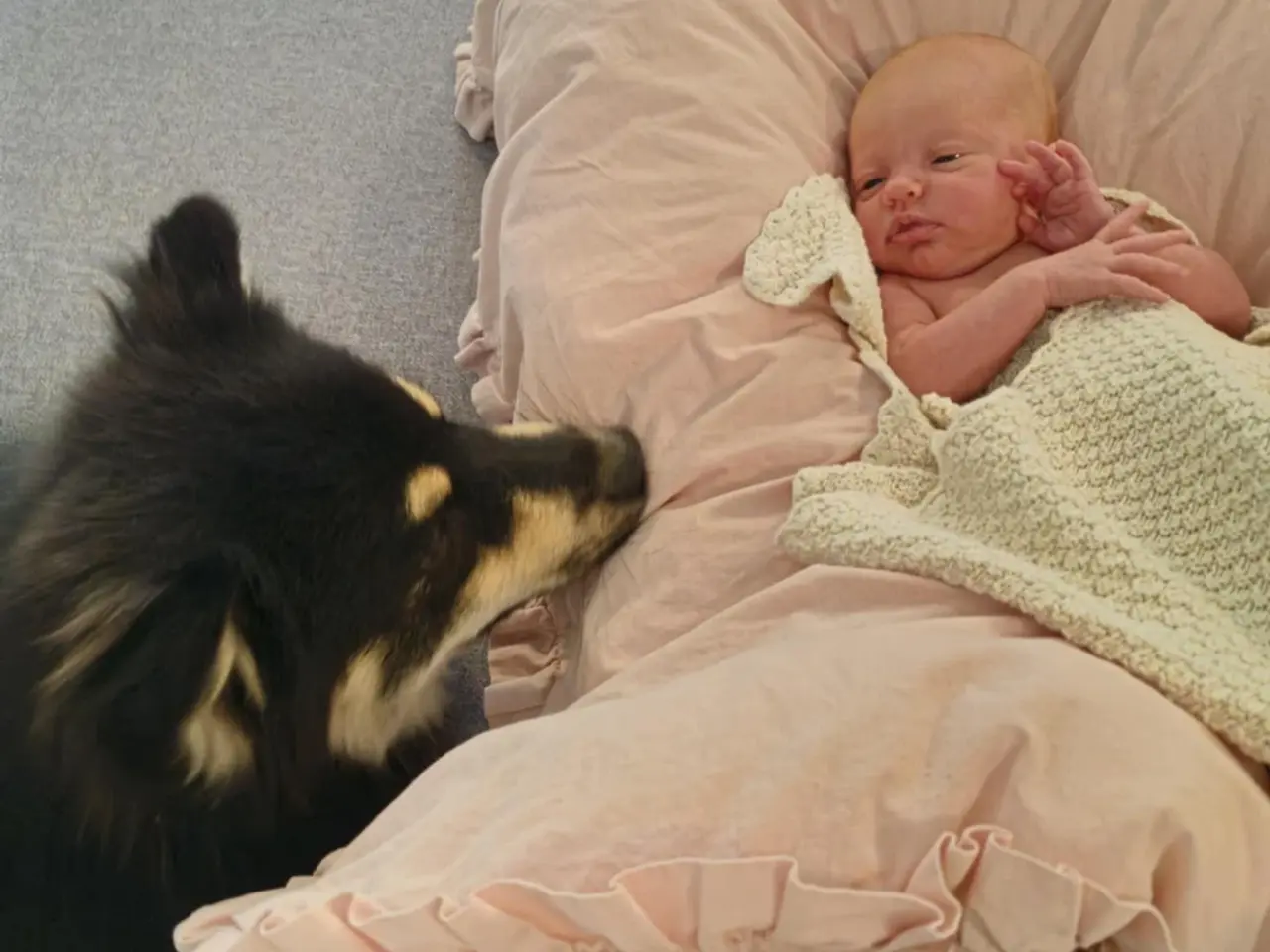 Billede 10 - Louie (ren finsk lapphund) søger nyt hjem