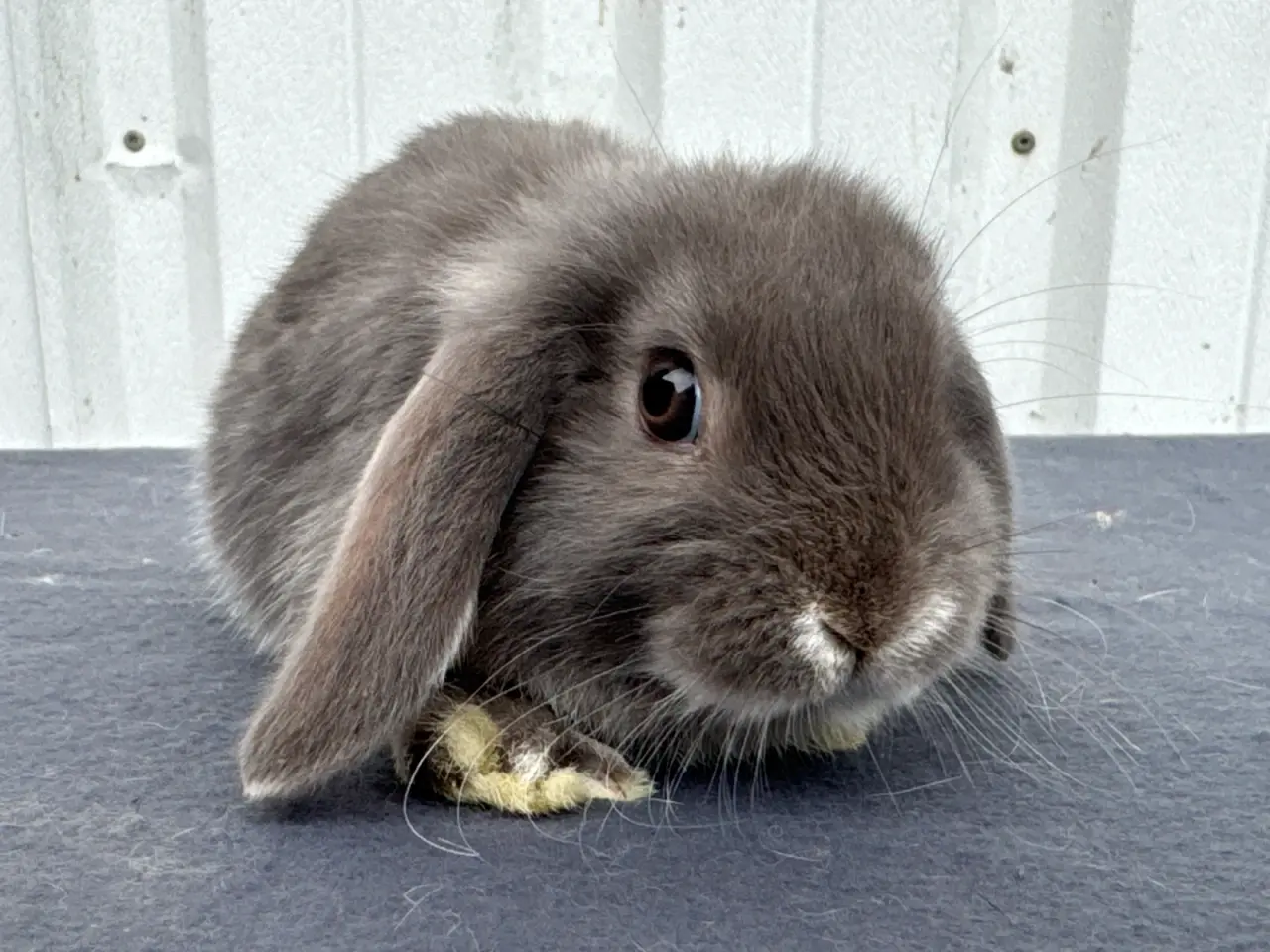 Billede 2 - Mini lop hunkanin