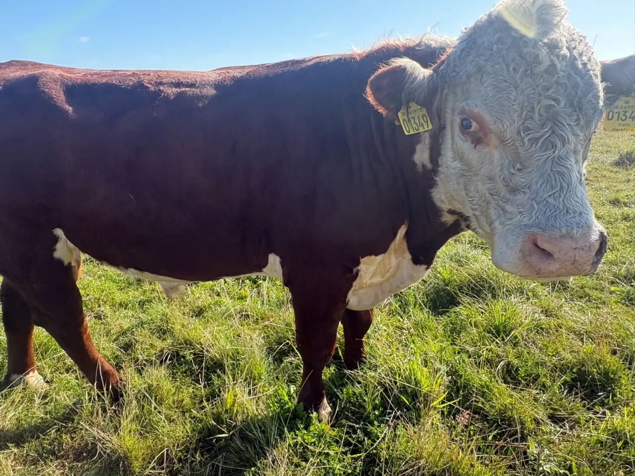 Billede 1 - Flot Hereford tyr