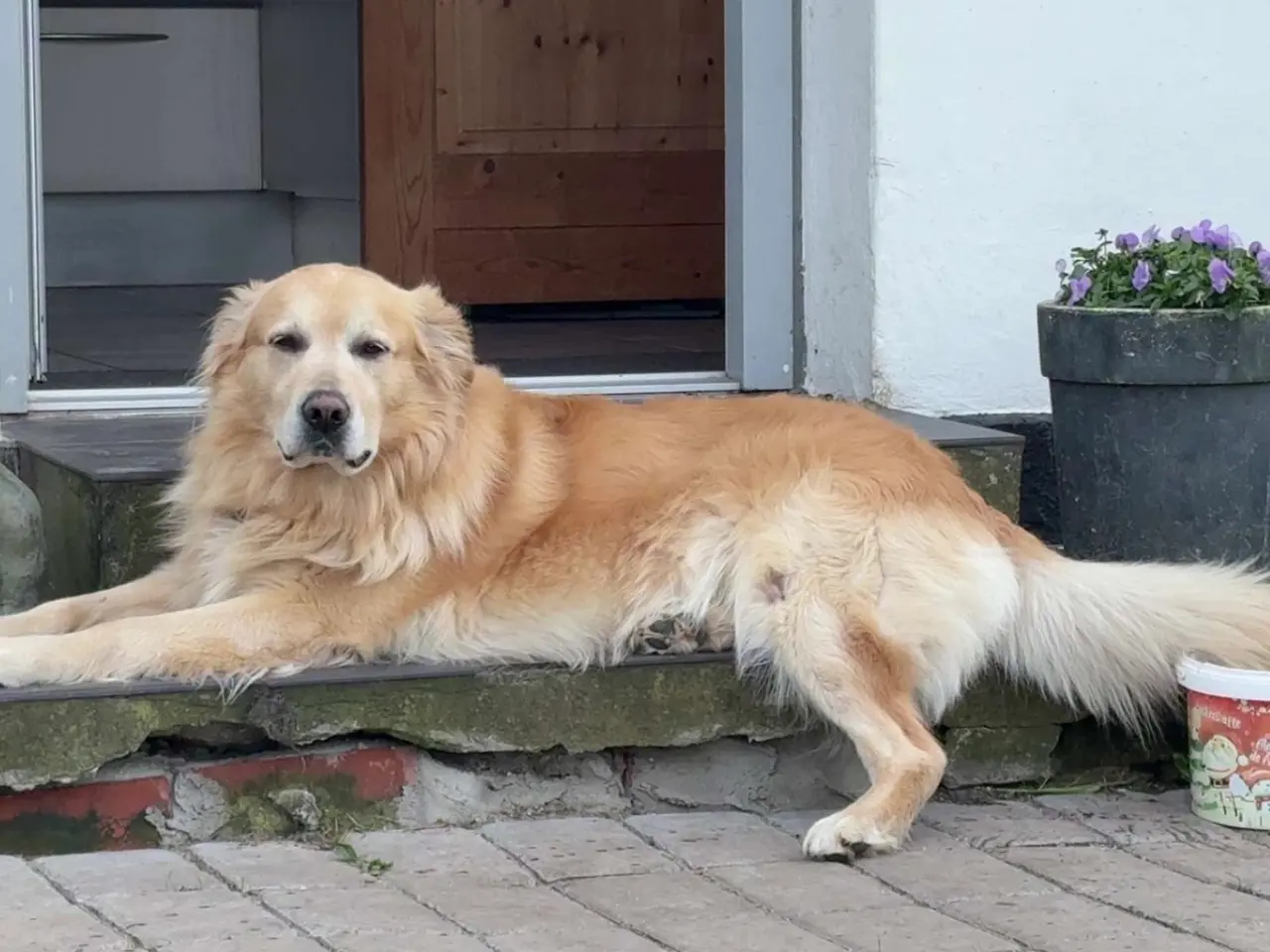 Billede 2 - Blandings hvalpe eurasier/golden