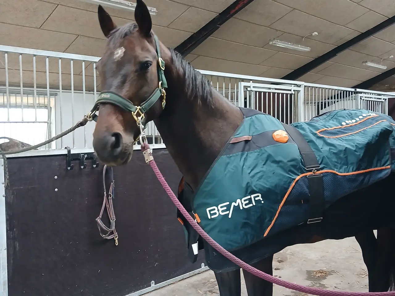 Billede 5 - Hoppe drægtig med pinto hingst