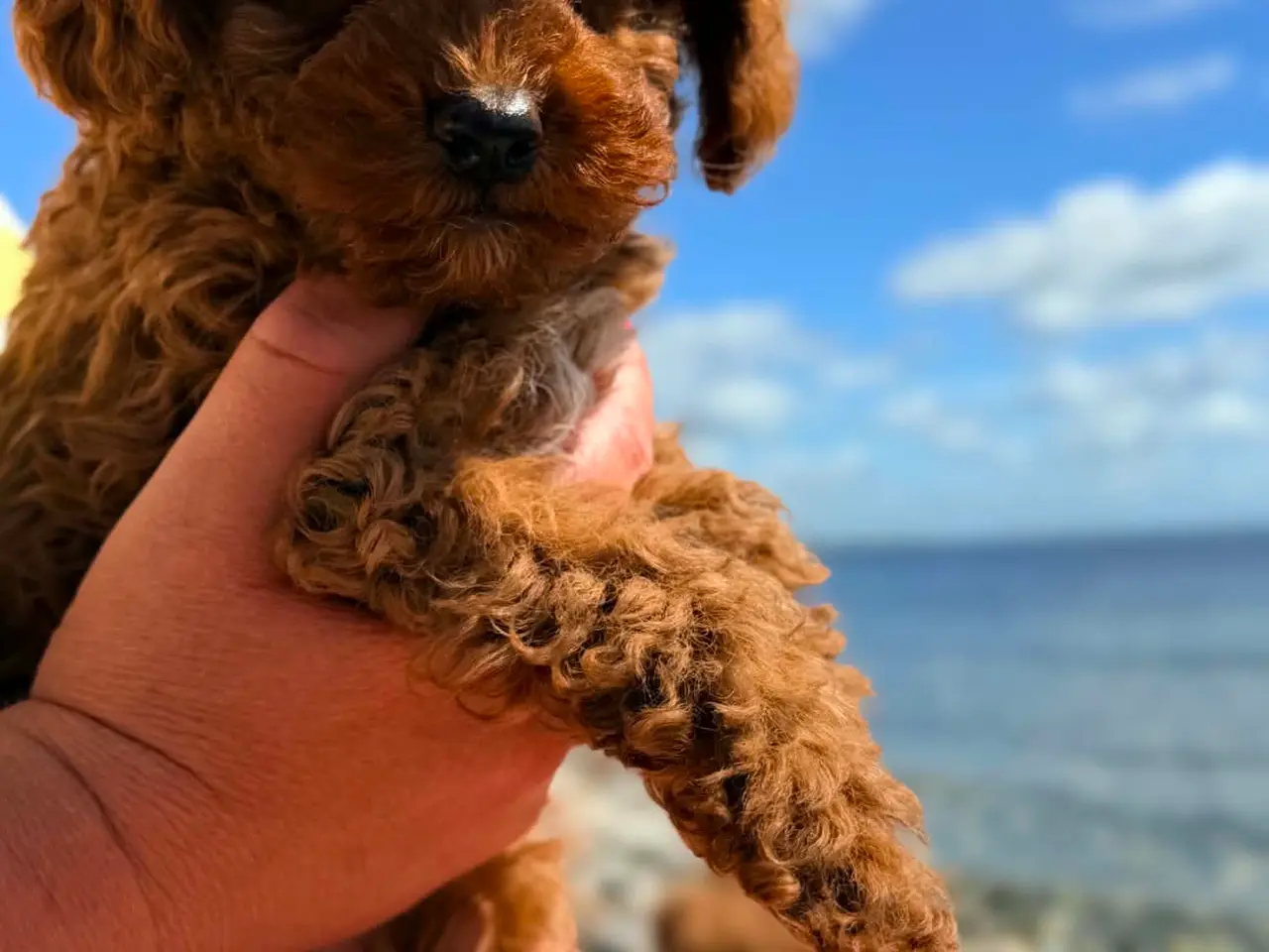 Billede 4 - Maltipoo pige 
