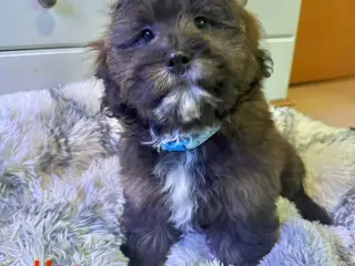 Cavapoo Far/ Shih tzu-mor/