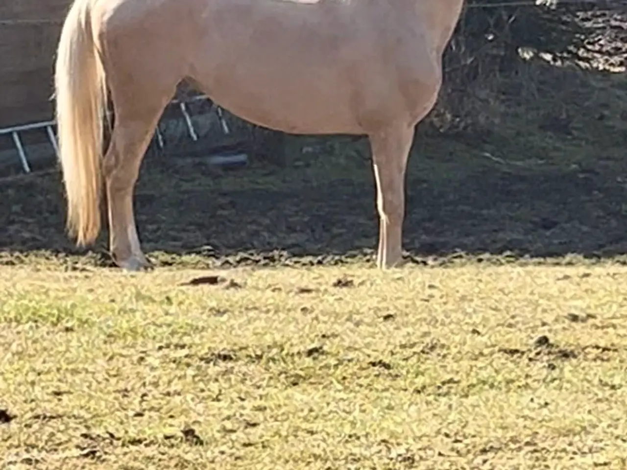 Billede 4 - Bedækning ved kåret og avlsgodkendt palomino hings