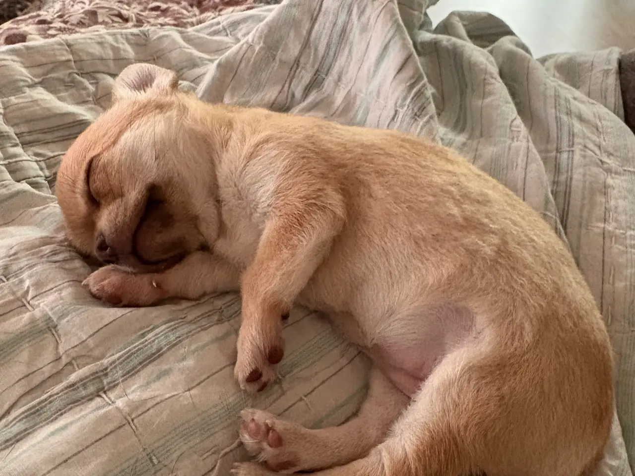 Billede 5 - Korthåret Chihuahua
