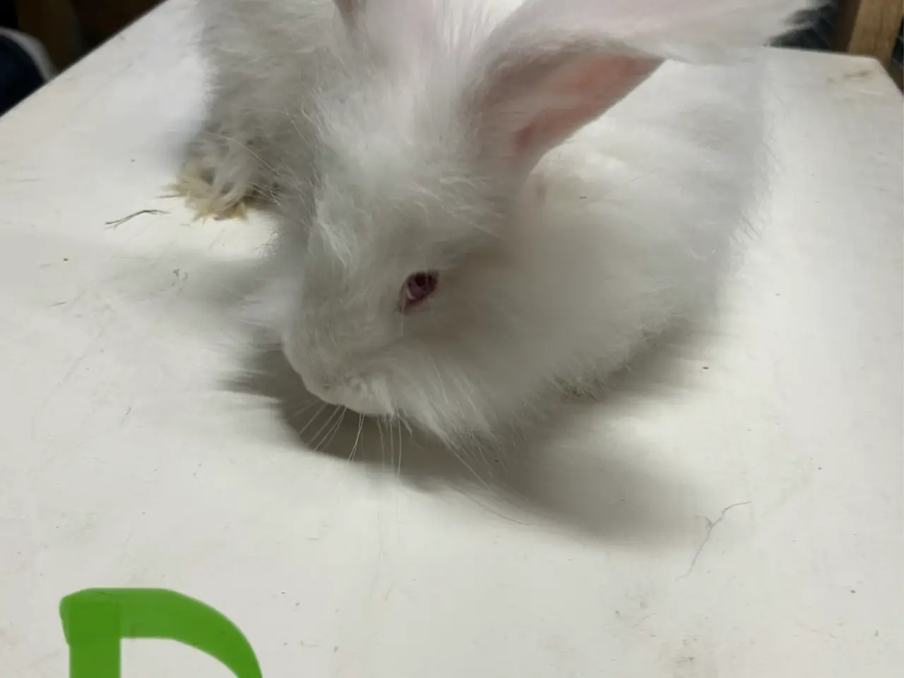 Billede 4 - Angora kanin unger