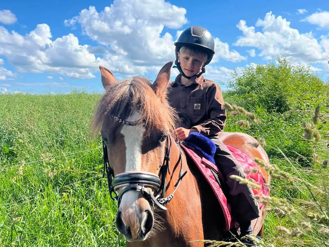 Billede 7 - Pony kat.3