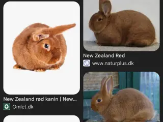 SØGER 2 hun new Zealand red kaniner
