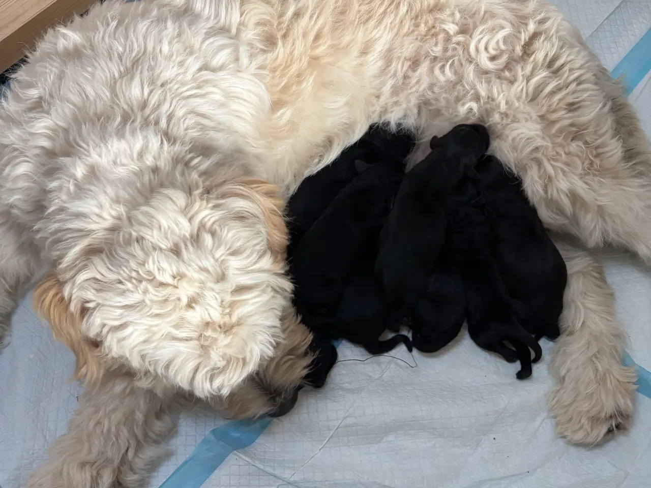 Billede 14 - Dejlige double doodle af labra og goldendoodle