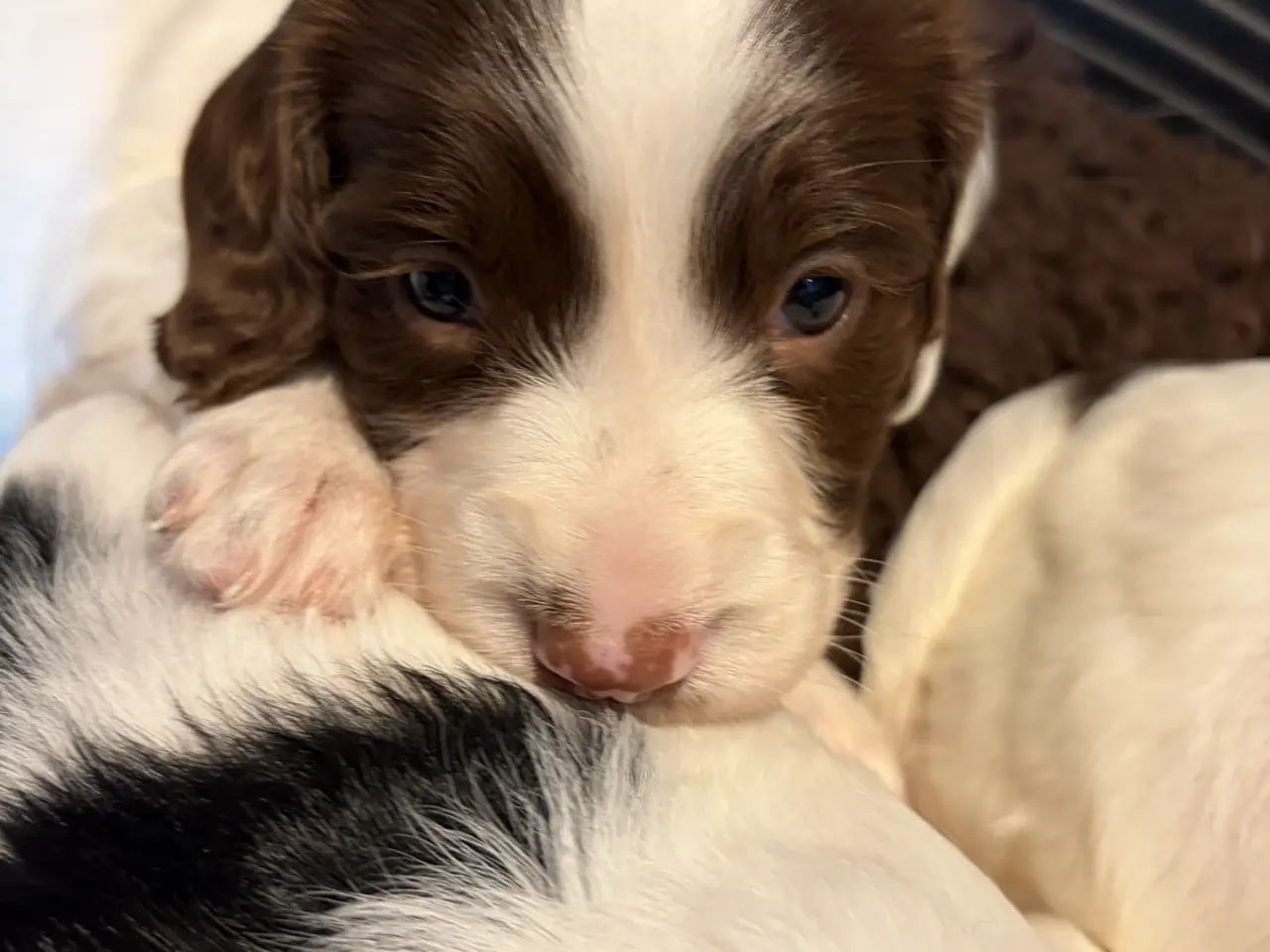 Billede 13 - Ft. Springer Spaniel hvalpe !