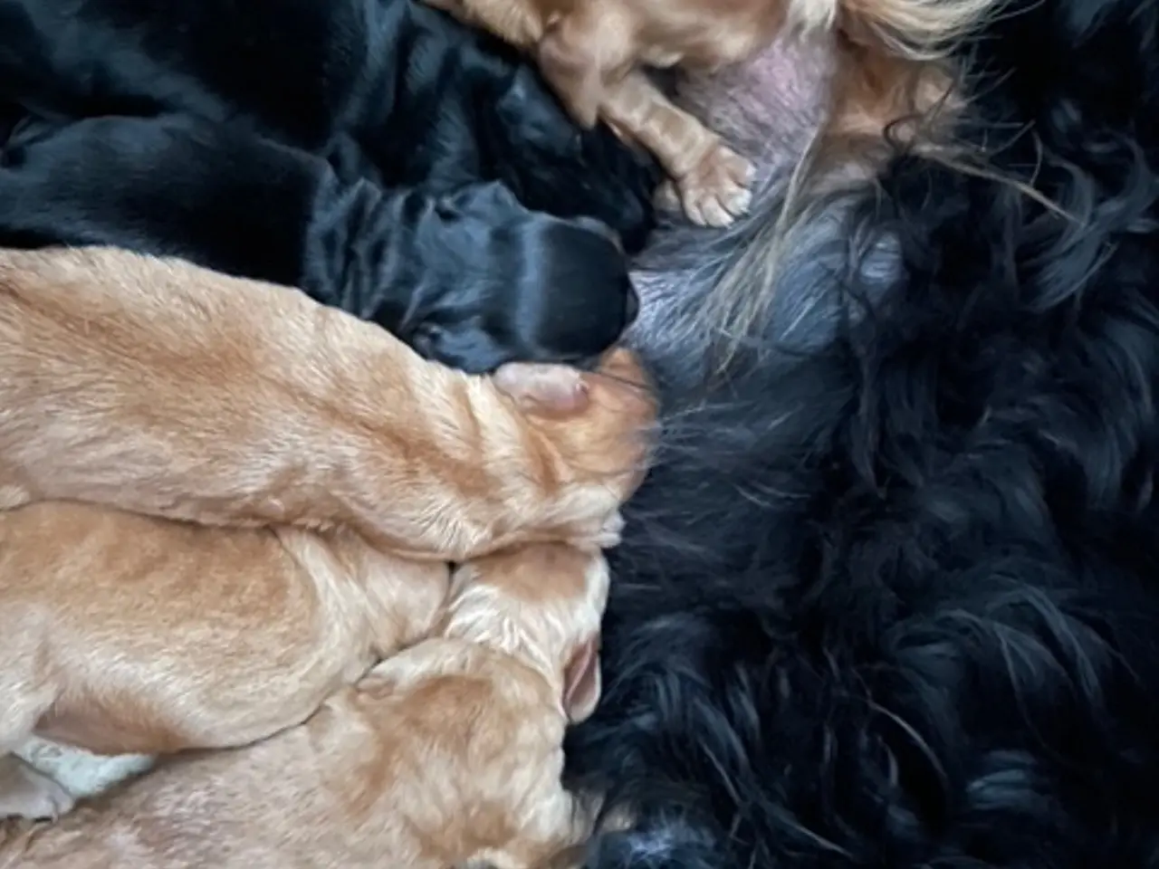 Billede 3 - Ægte Cocker Spaniel
