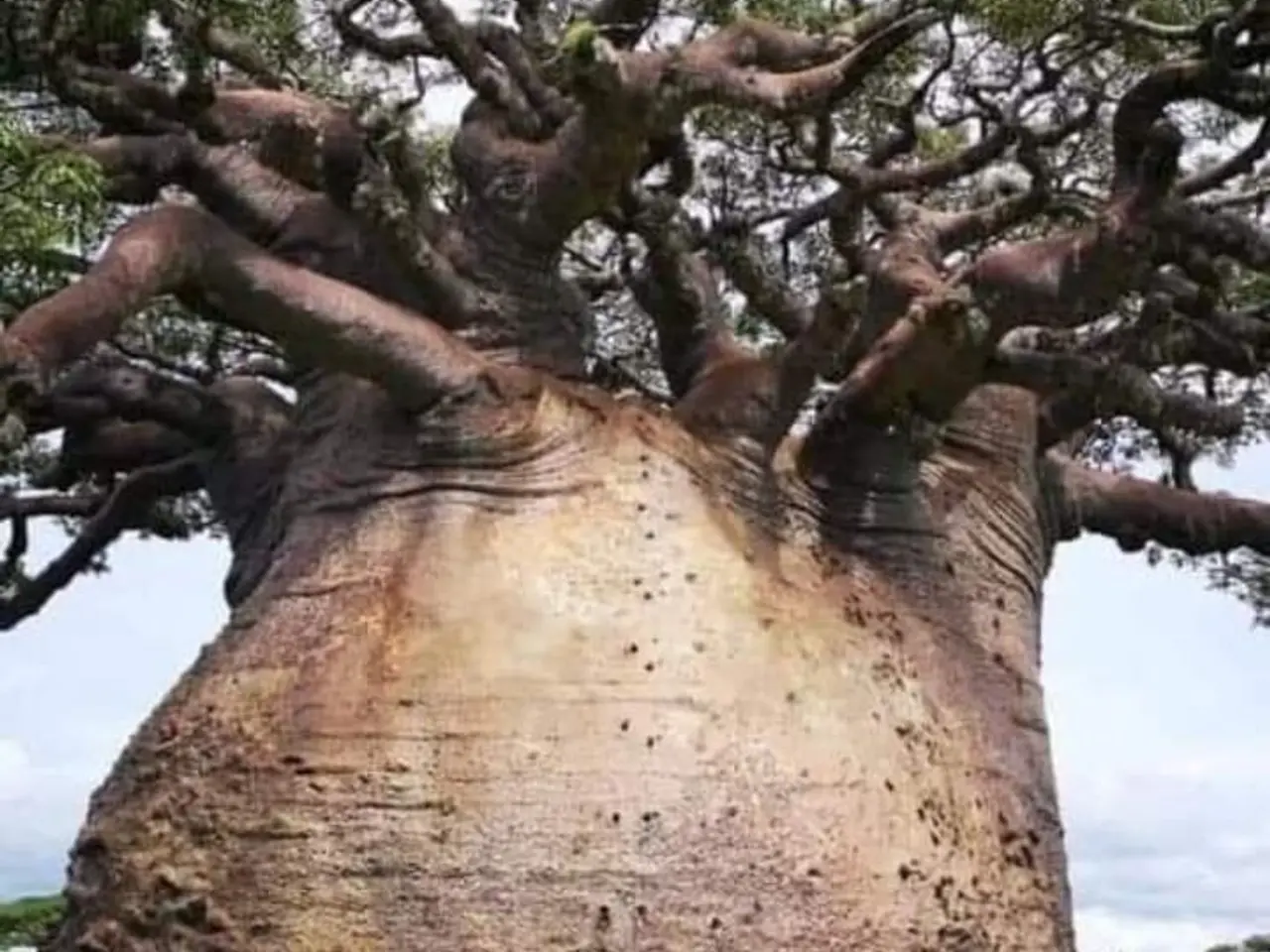 Billede 12 - 4-6 stk. Baobab-plante til salg (Bonsai)