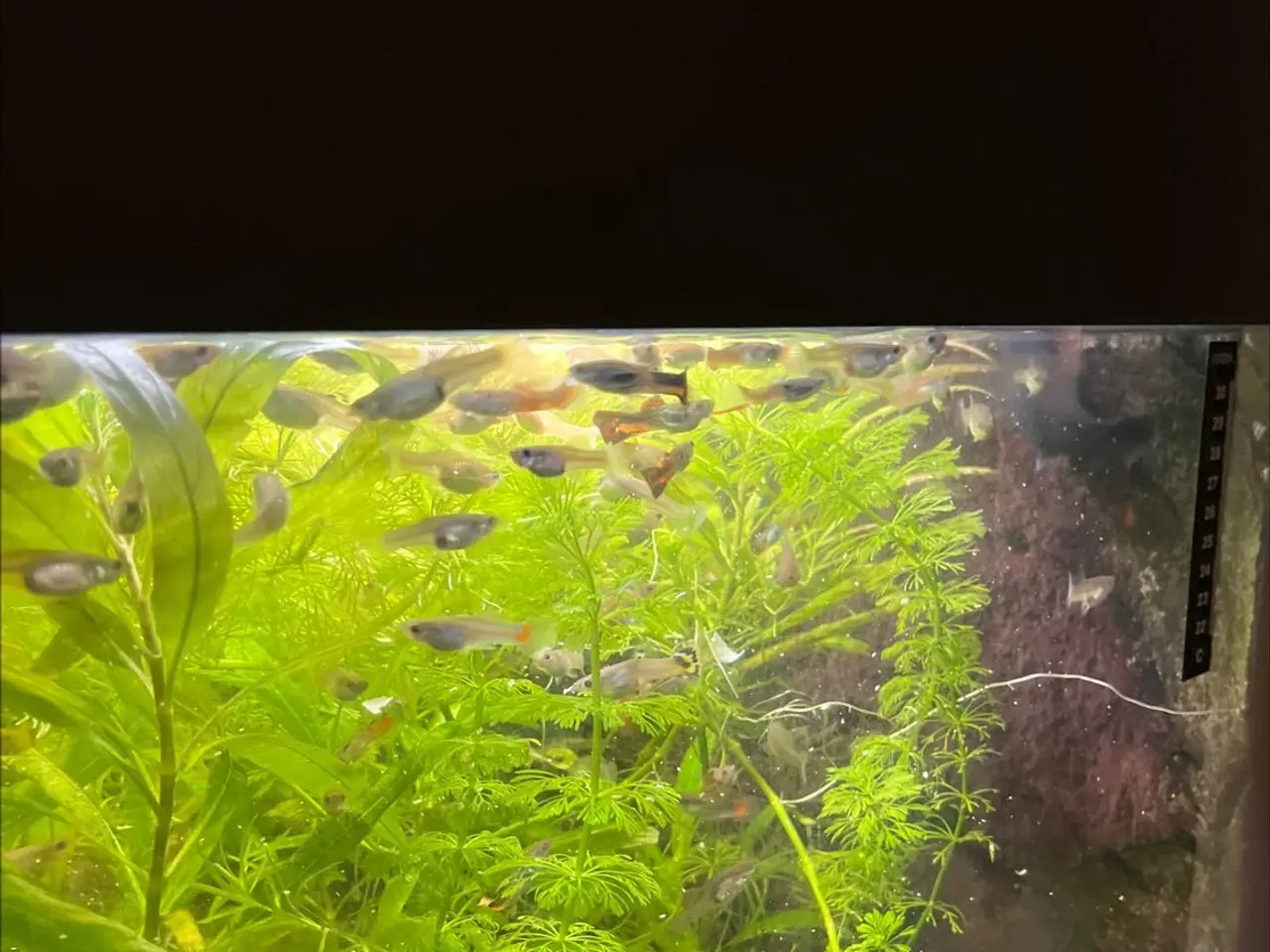 Billede 1 - Guppy